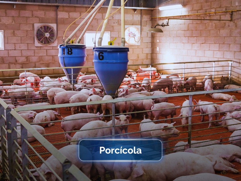 planta de tratamiento de aguas residuales para granjas porcícolas